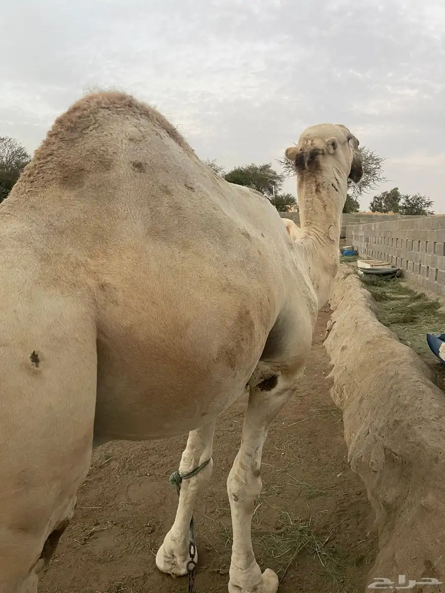 فحول شقح مشروطه ومنتجه عدد 2 3