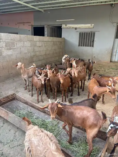 عنقان من مواليد الحلال للبيع 0