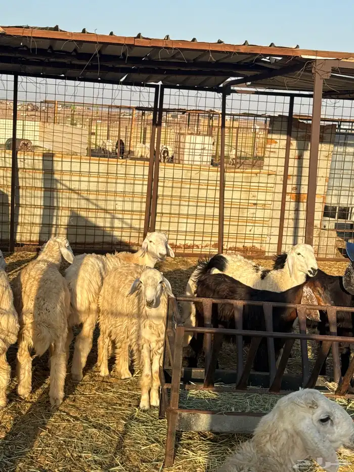 طليان ورخال وتيوس وجفار 2