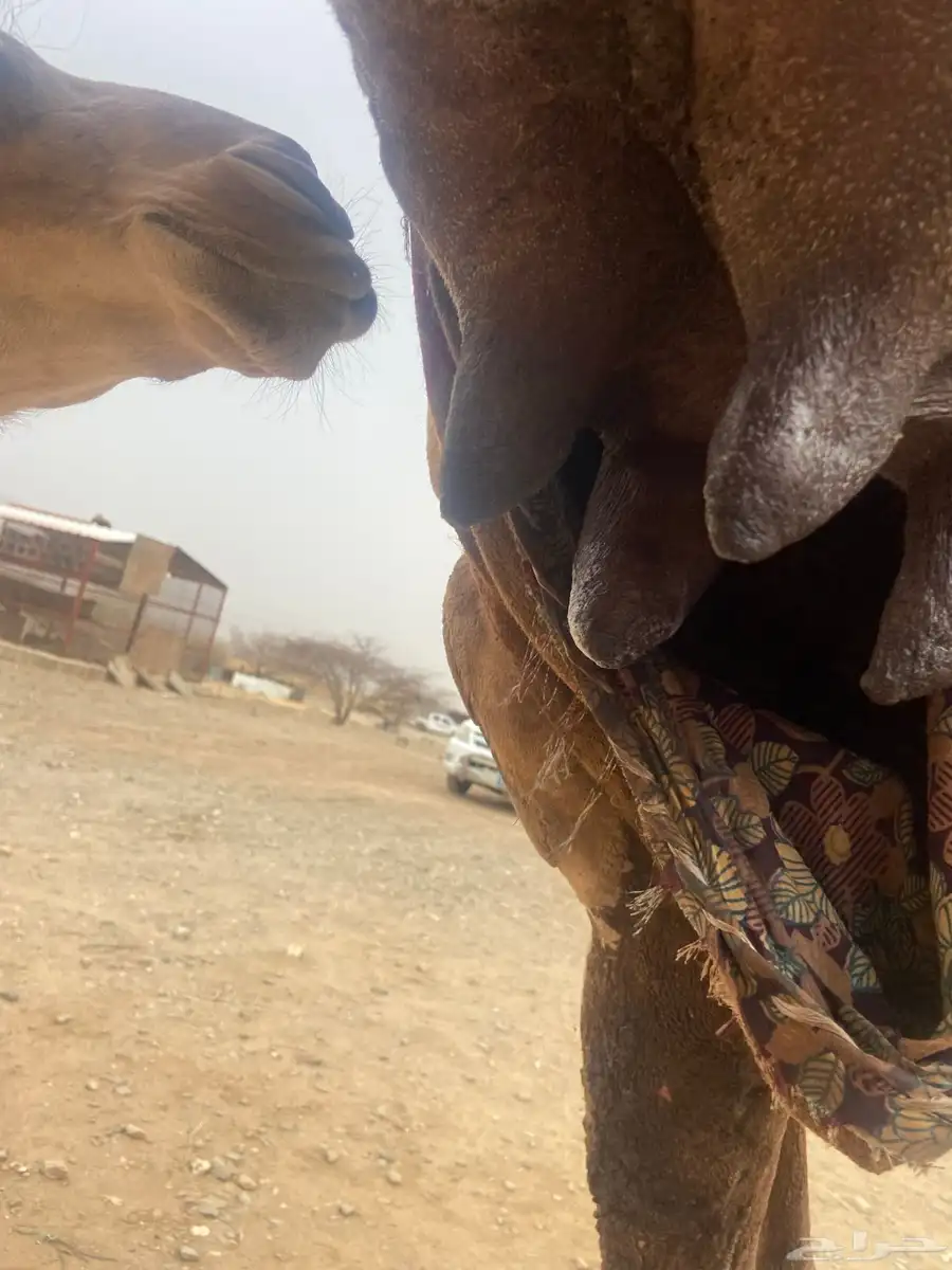 ناقة اركيه خلفه تحتها بكره 4