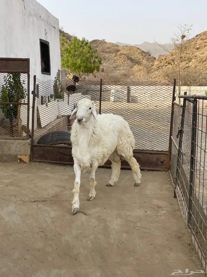 مشروع فحل حري جذع 0