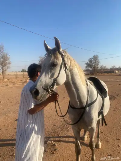 حصان شعبي 3