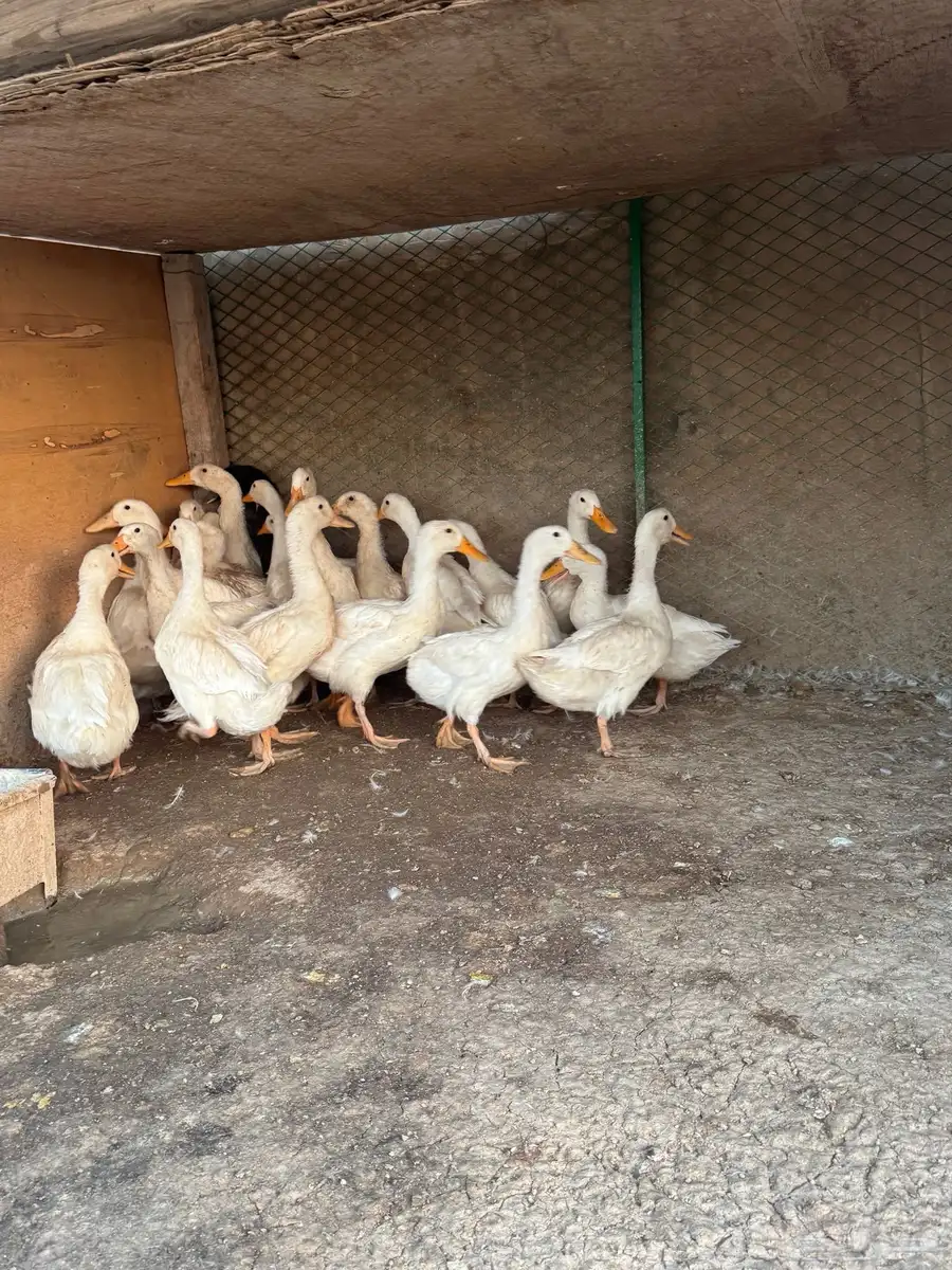 بط بكيني طعم وشحم على الطلب 0