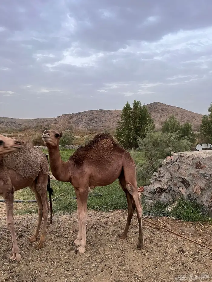 قعودين وبكره 3