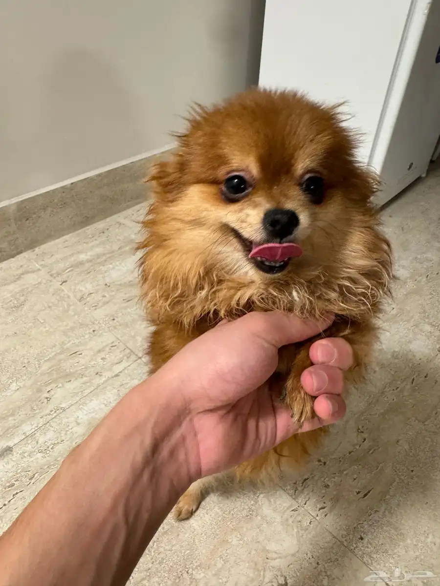 بومرينيان Pomeranian index