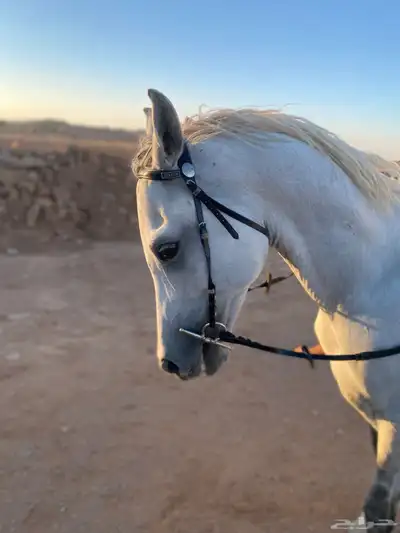حصان شعبي 2