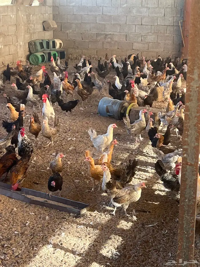 دجاج بياض بلدي مشكل العدد مئتان 0