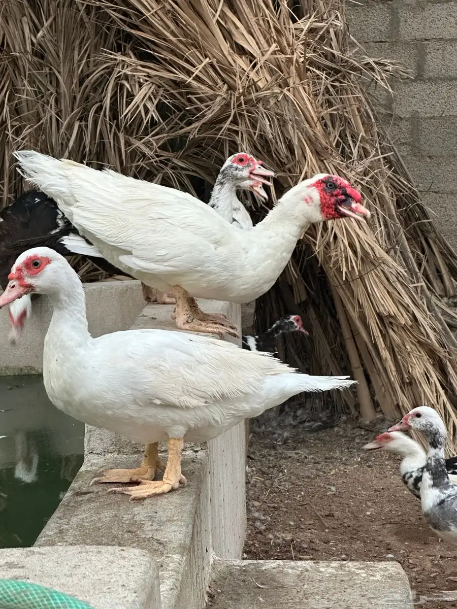 بط مسكوفي index