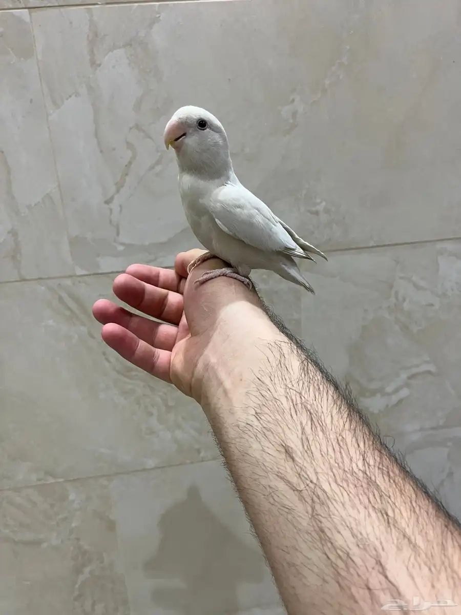 روز البينو عيون حمرا أليف مايعرف العض 0