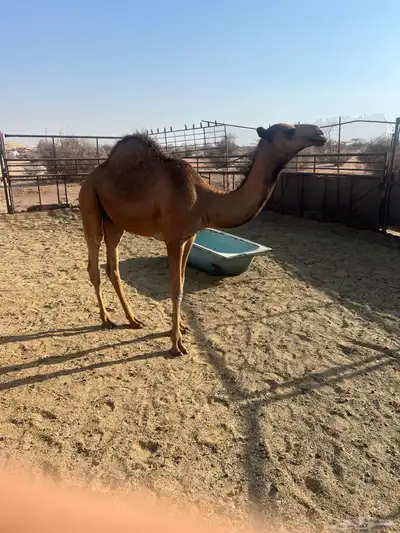 قعدان للبيع شي نظيف وع حليب امه 3