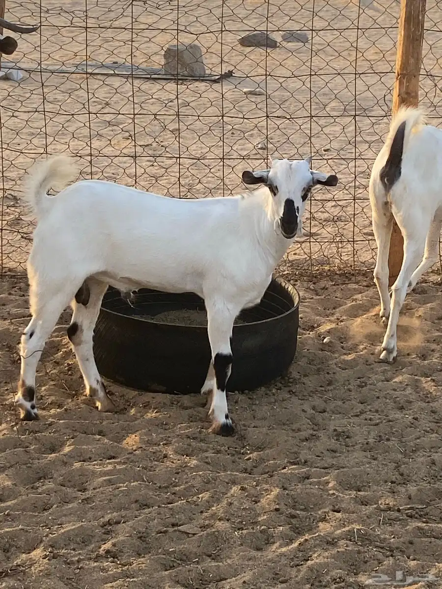 مشروع فحل اكحل نصف وجفره بيشية فاخره 0