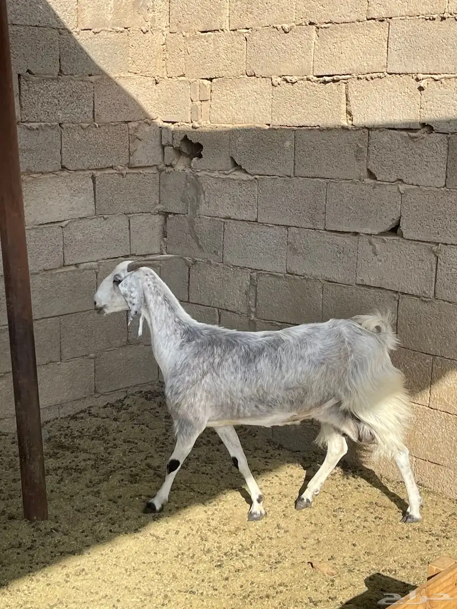 عنز مصريه صنف تحتها 2 جفره وتيس 3