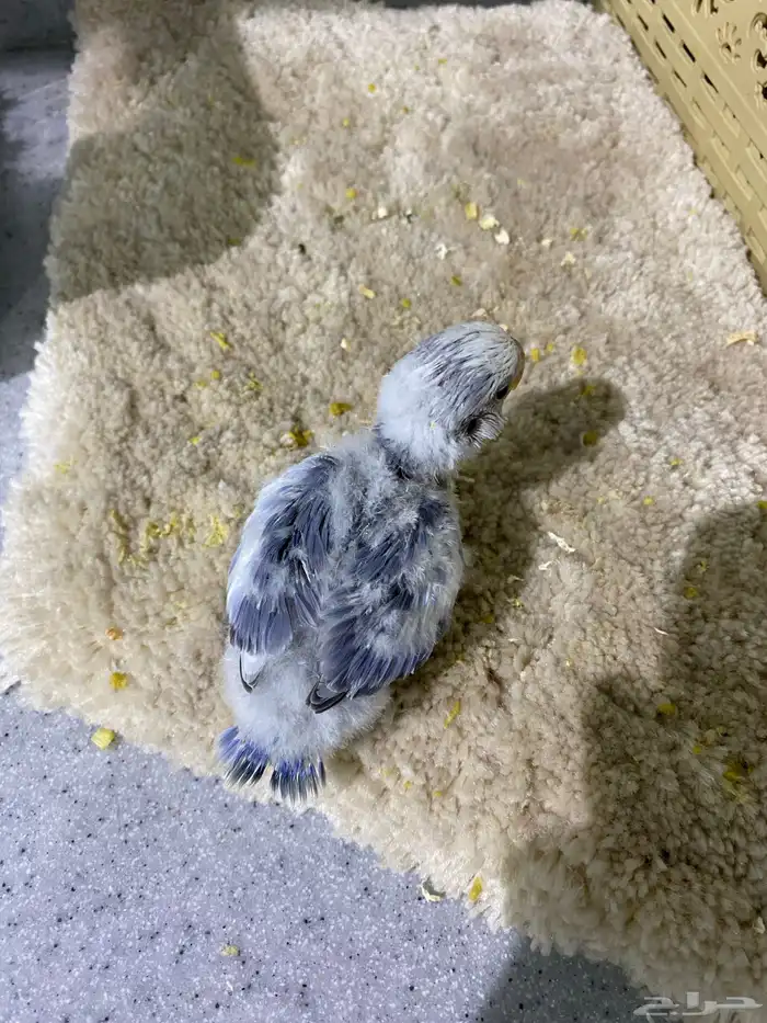 فرخ روز تم البيع الله يبارك 0