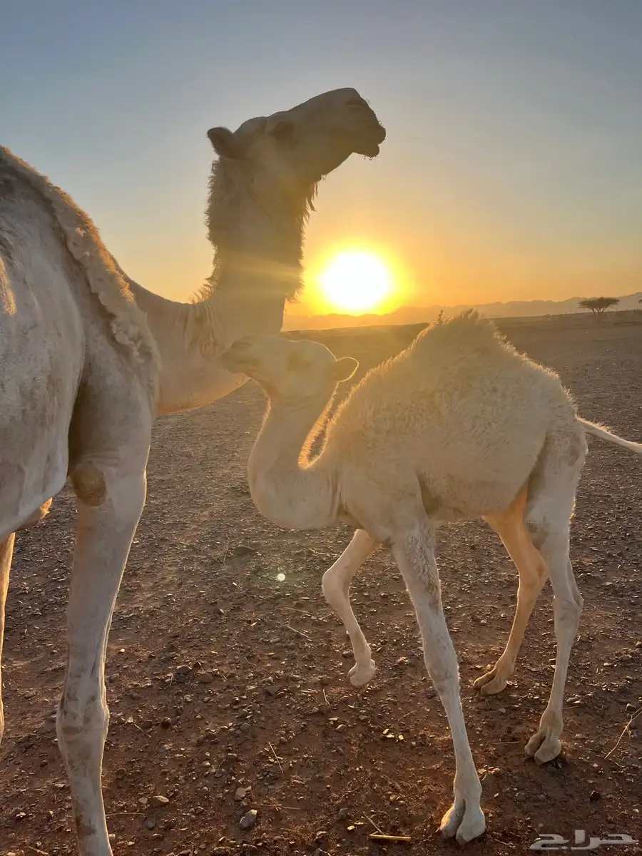 نياق ابل وضح ذود للبيع 9