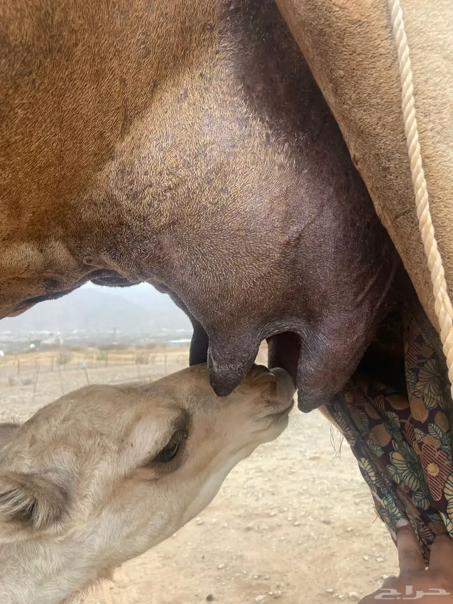 ناقة اركيه خلفه تحتها بكره 6