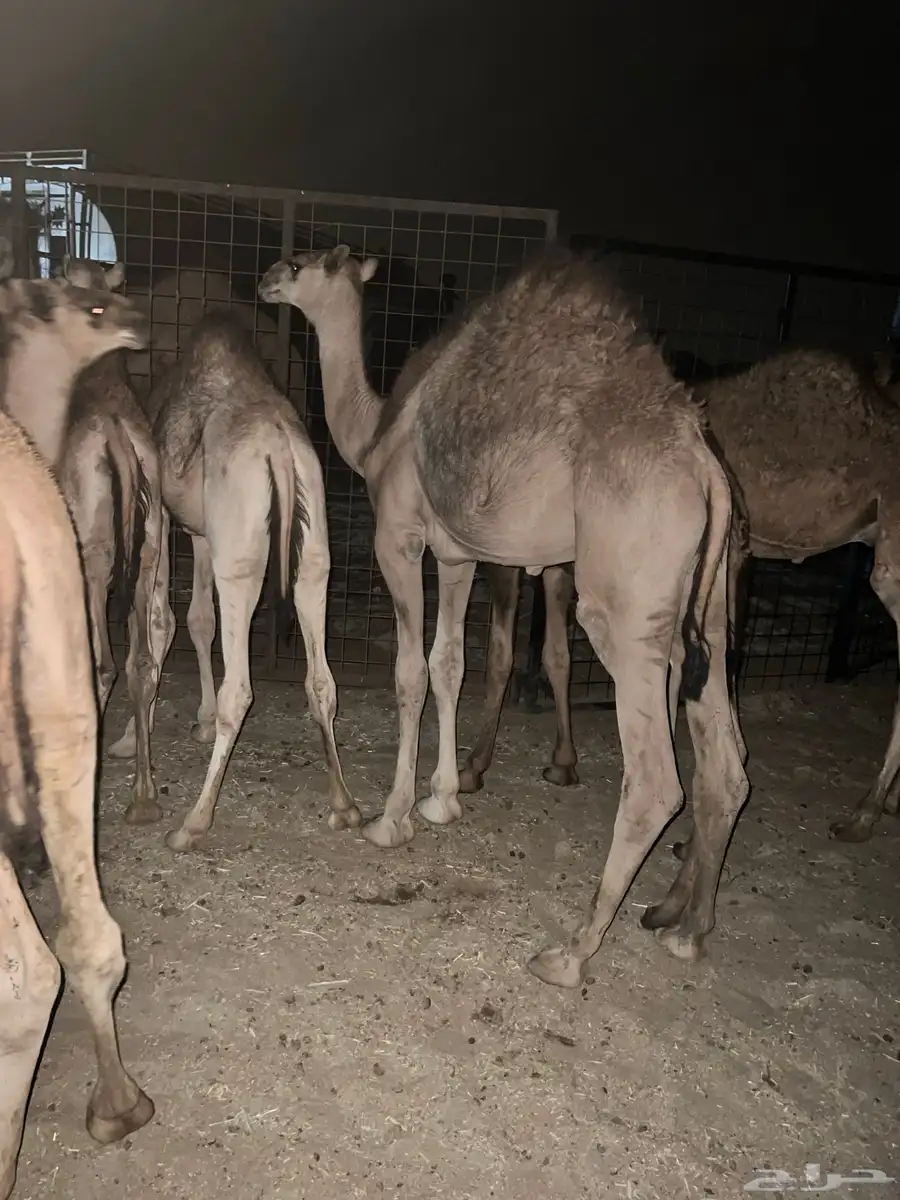 قعدان حشو حيران على الحليب برية شحم ولحم للبيع 3