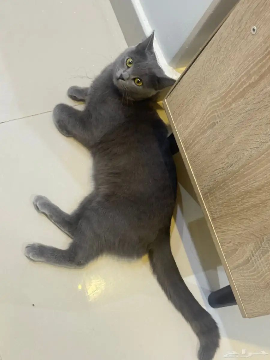 قطه انثى سكوتش ستريت للتبني 2