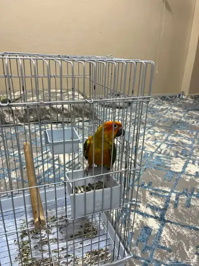 ببغاء صن كنيور 0