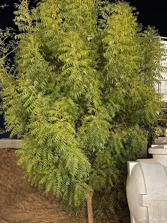 شجر نيم للبيع 3