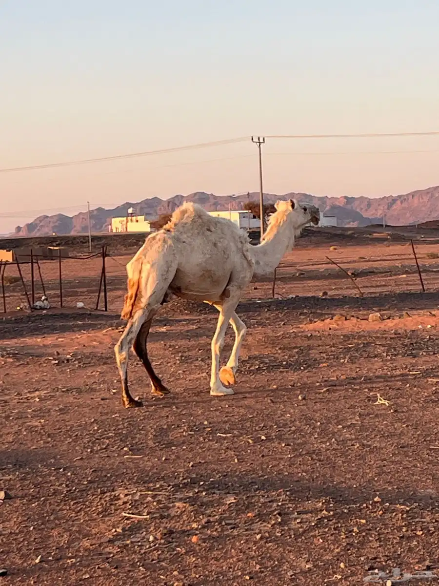 نياق ابل وضح ذود للبيع 12