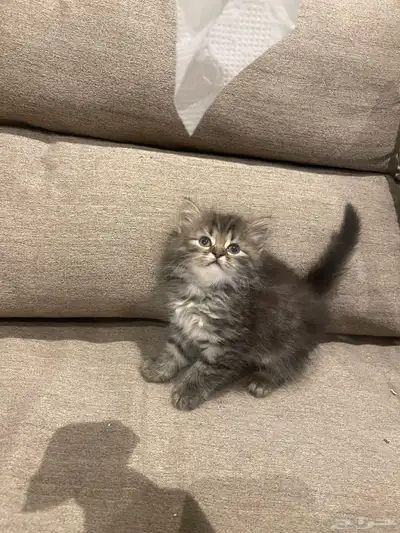 قط شيرازي 2