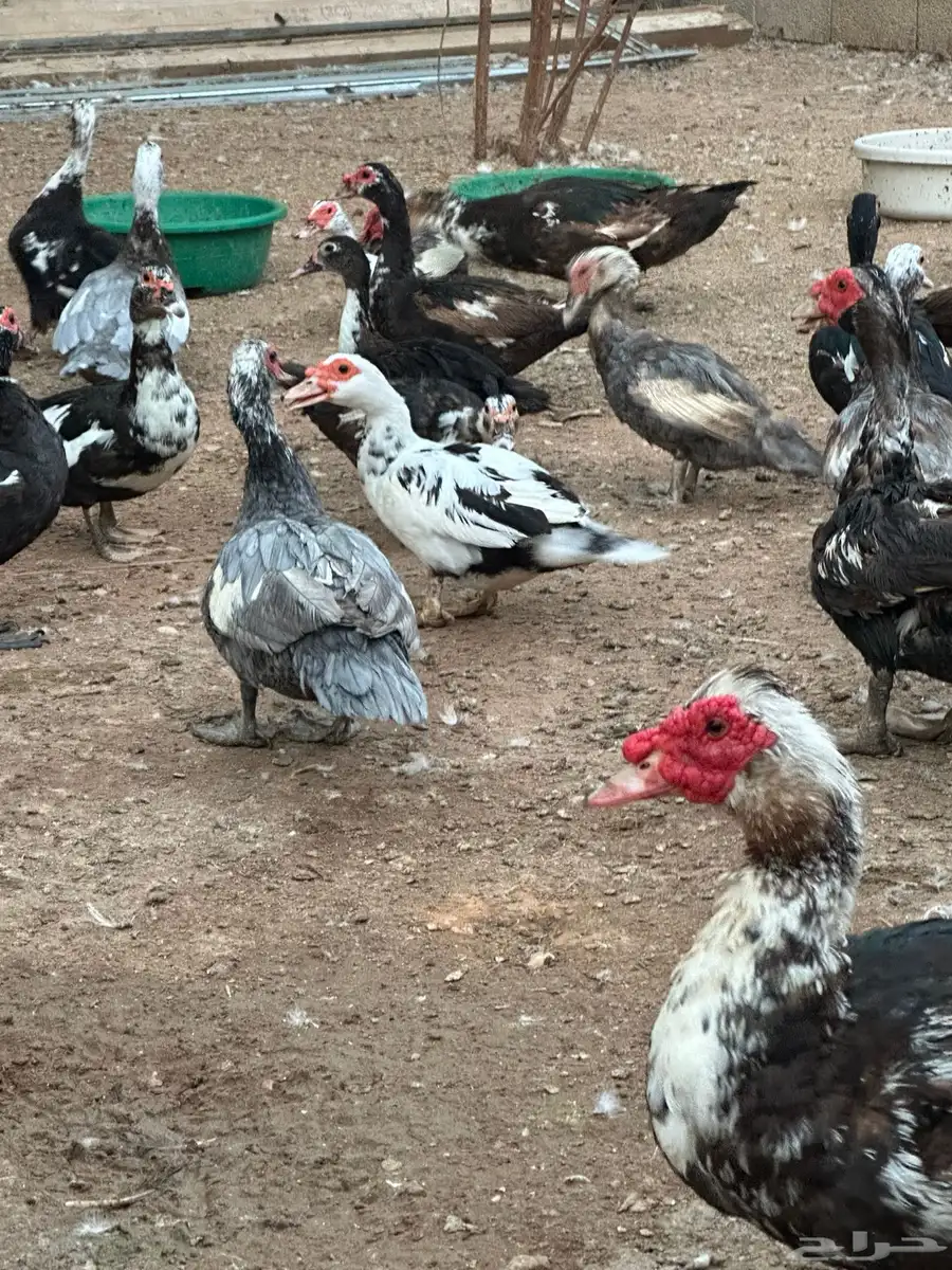 بط مسكوفي index