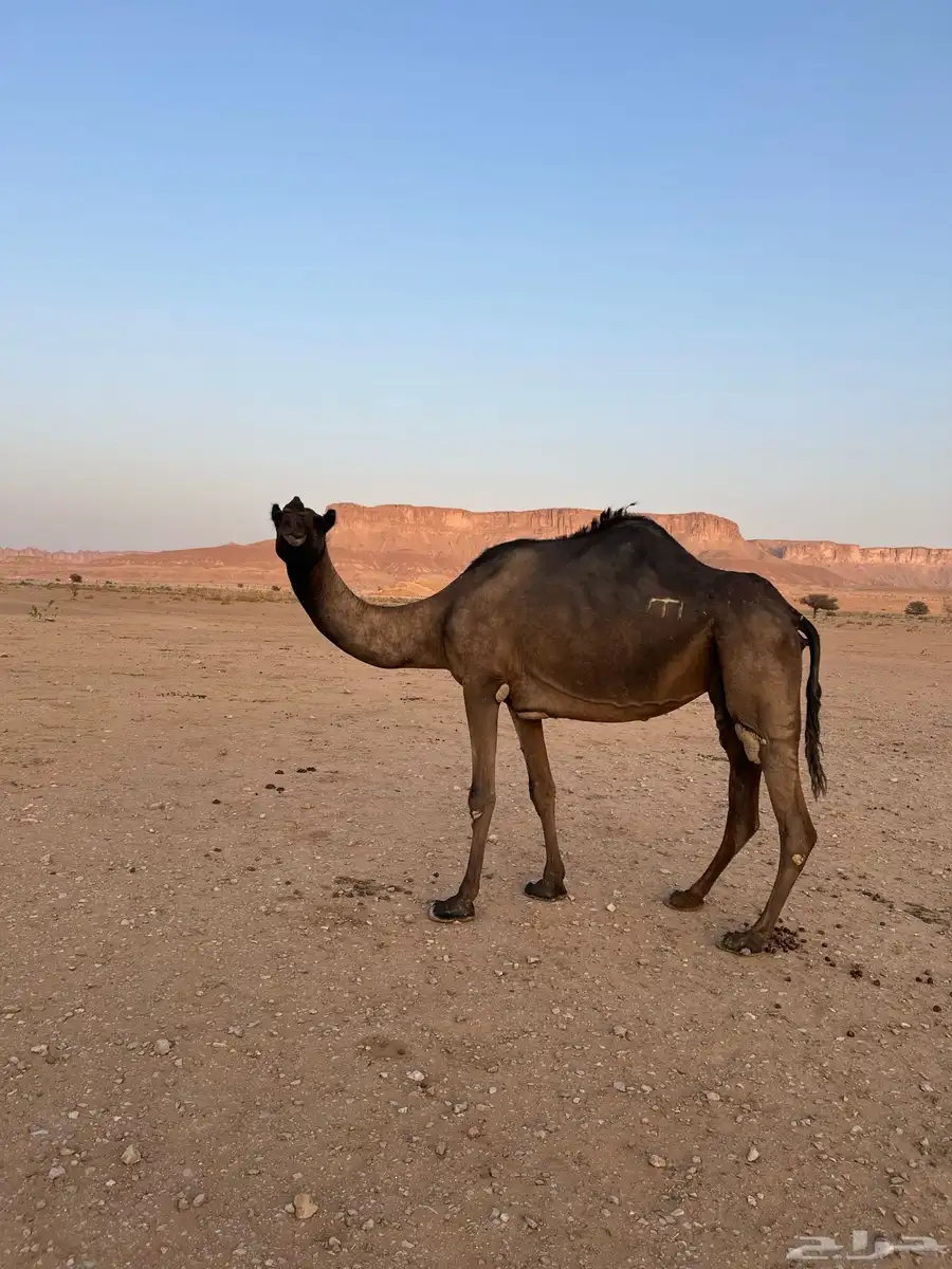 للبيع ضروبه ميت حوارها في رمضان 5
