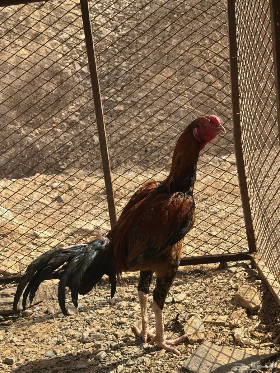 دجاج باكستاني للبيع وديك باكستاني 1