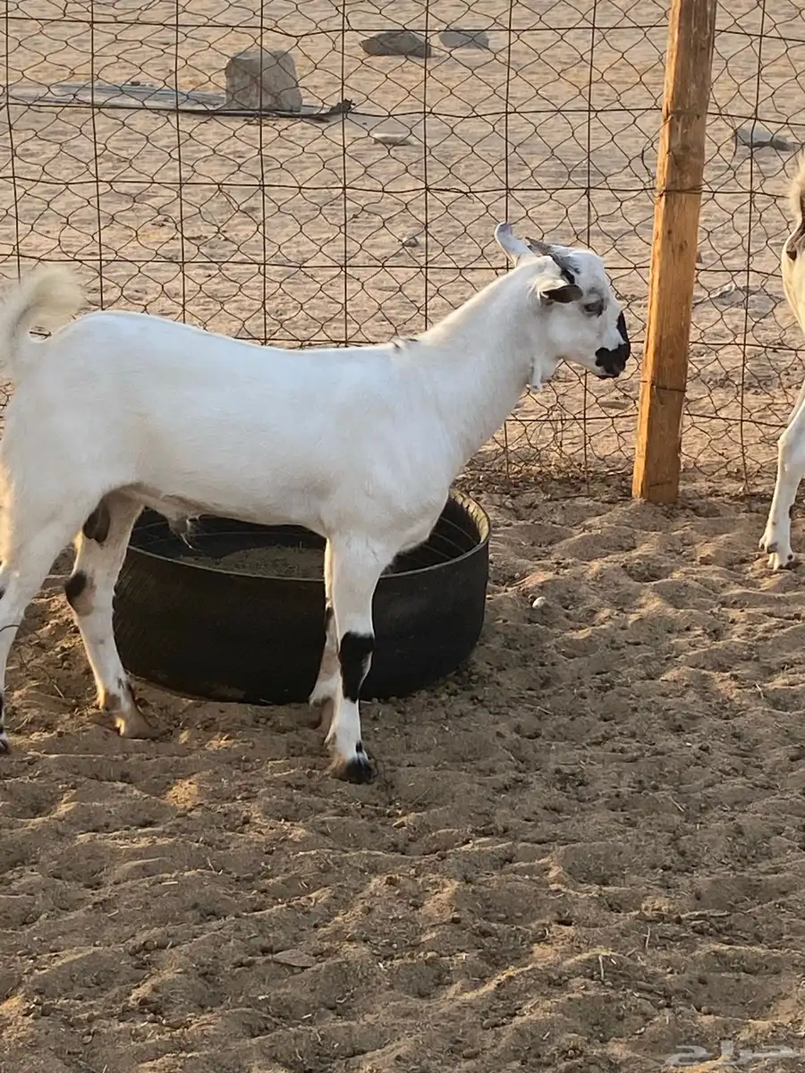 مشروع فحل اكحل نصف وجفره بيشية فاخره 1