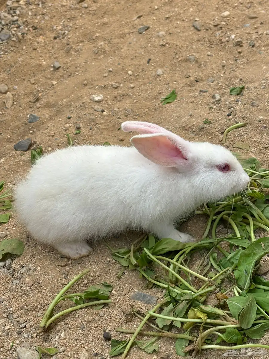 أرنب نيوزلندي ابيض عمره 6 اسابيع 1