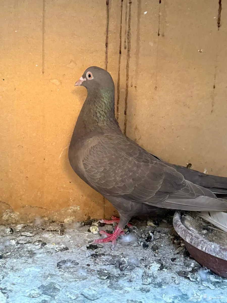 للبيع ثلاث اجواز زاجل الكاكي 8