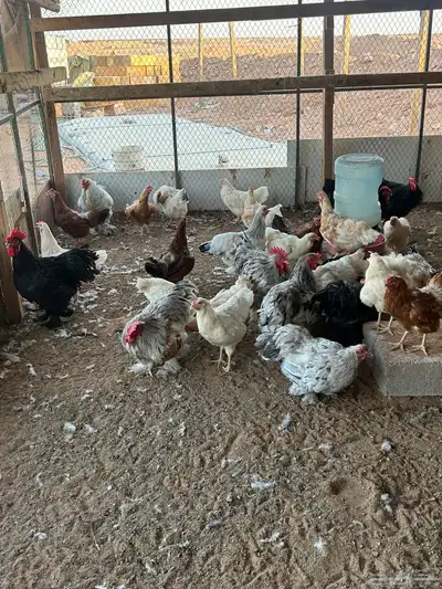 ألسلام عليكم أعرض لكم دجاج براهما بياض أمهات 4