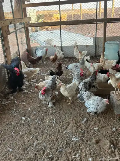 ألسلام عليكم أعرض لكم دجاج براهما بياض أمهات 0