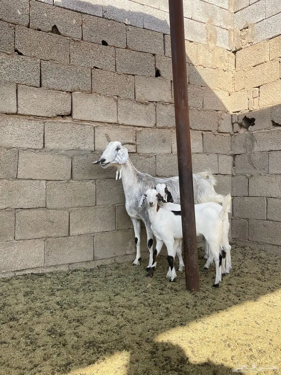 عنز مصريه صنف تحتها 2 جفره وتيس 6