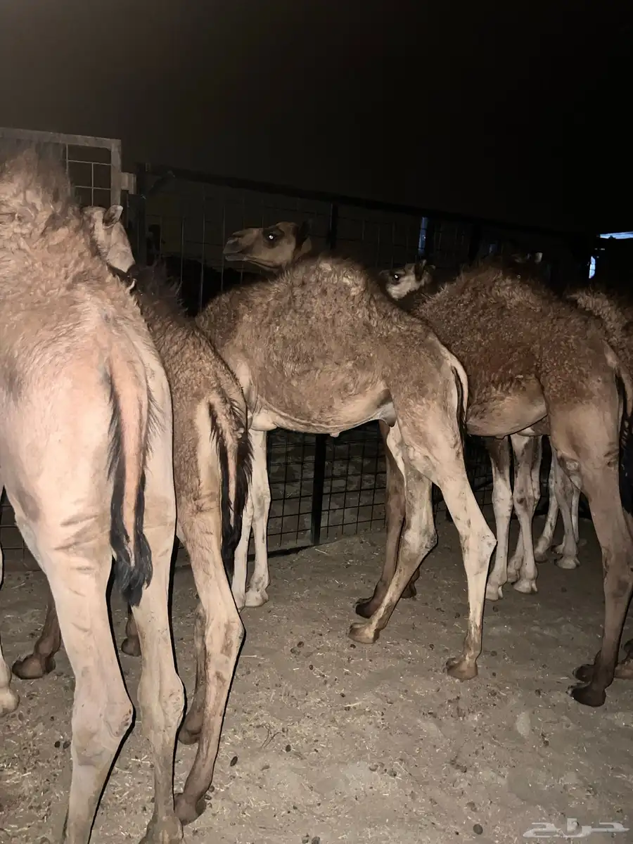 قعدان حشو حيران على الحليب برية شحم ولحم للبيع 2