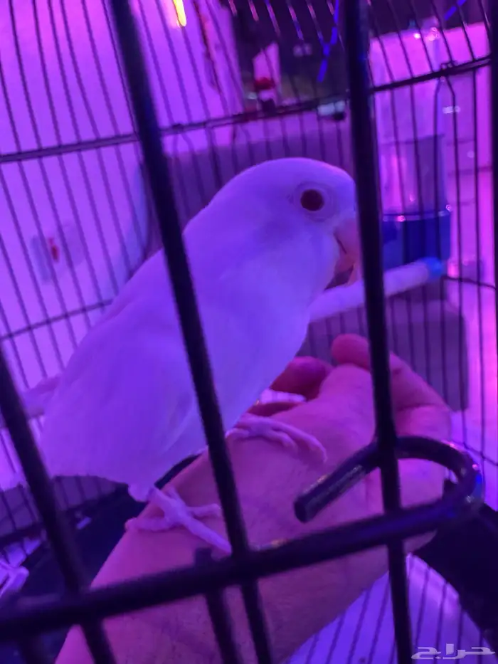 فيشر البينو عيون حمر . صحة ونظافة شرط 6