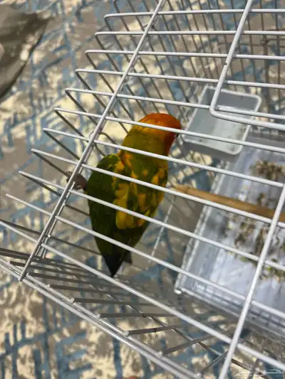 ببغاء صن كنيور 2