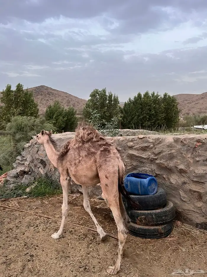 قعودين وبكره 8