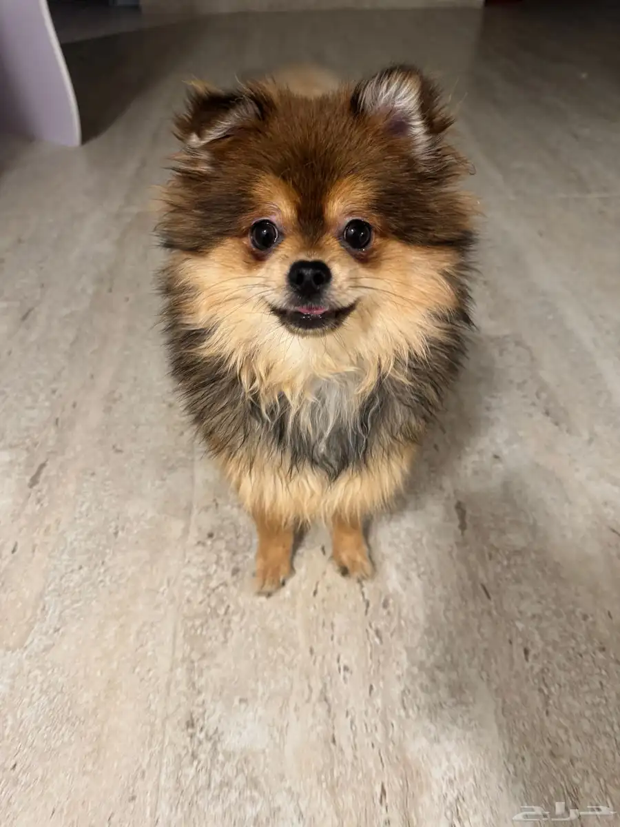 بومرينيان Pomeranian index