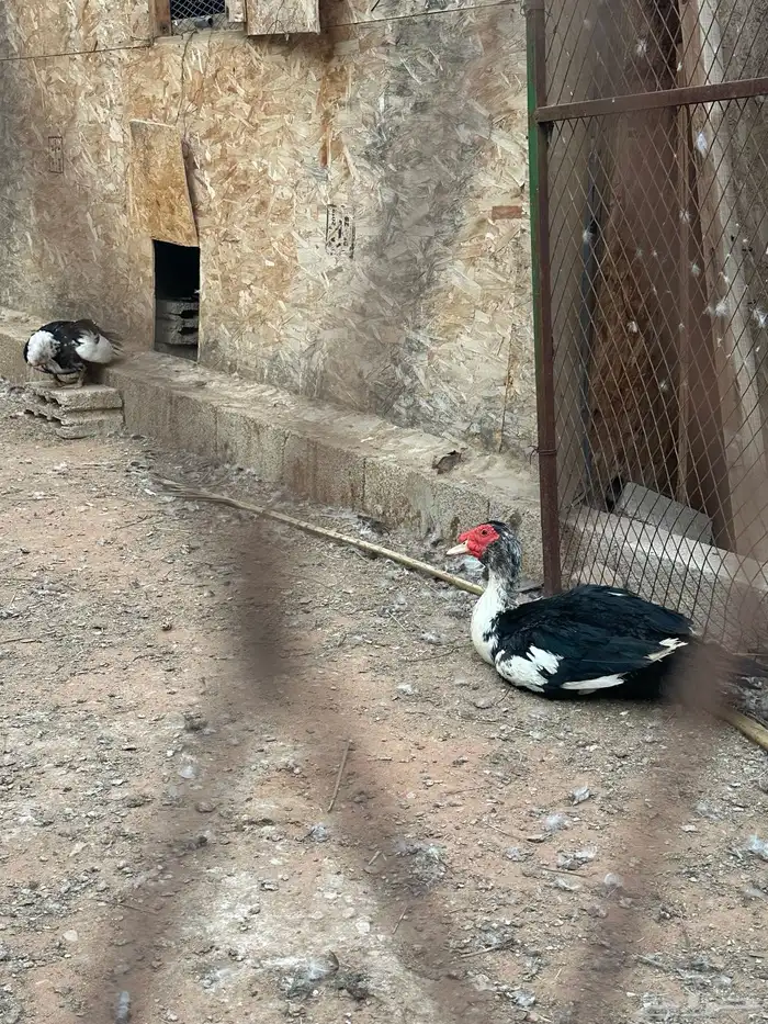 بط مسكوفي 13