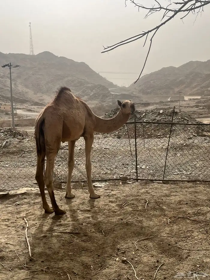 قعود بلدي 2