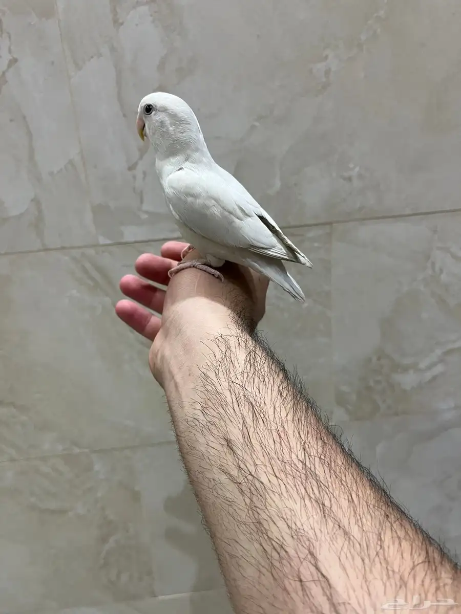 روز البينو عيون حمرا أليف مايعرف العض 1