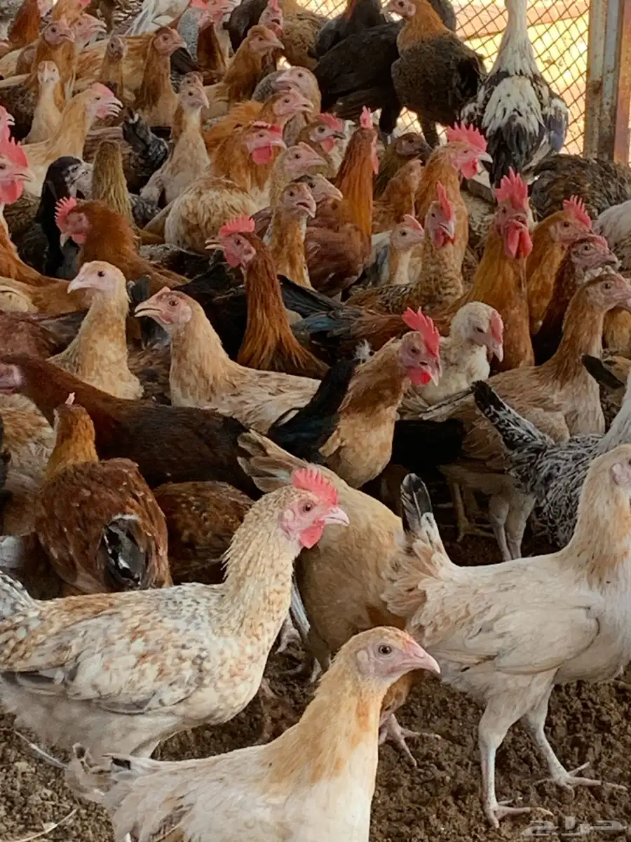 للبيع صوص بلدي 3
