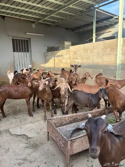 عنقان من مواليد الحلال للبيع 3