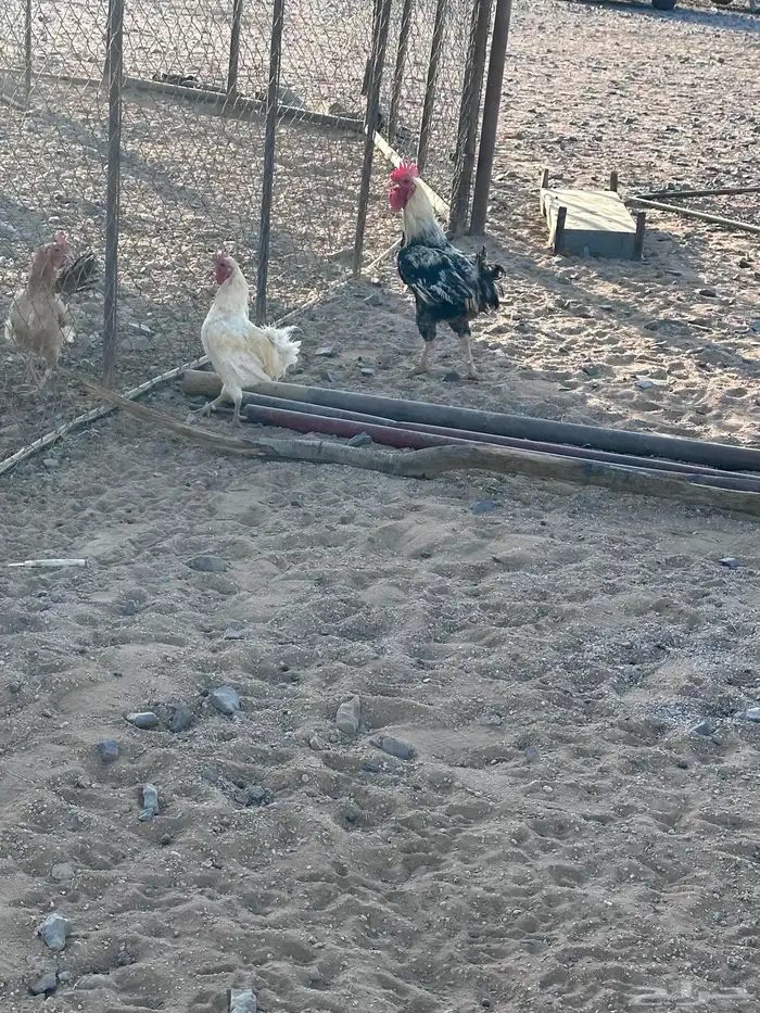 ديكه بلديه 1