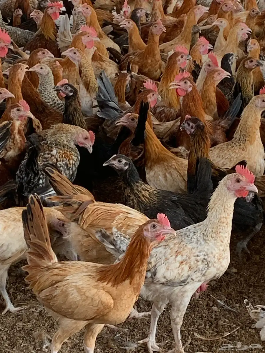 للبيع صوص بلدي 2