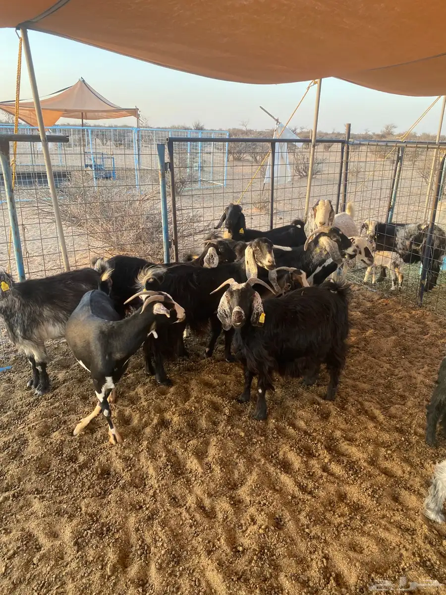 معزا عوارض دفيع للبيع تحتها ثلاث جفار 2