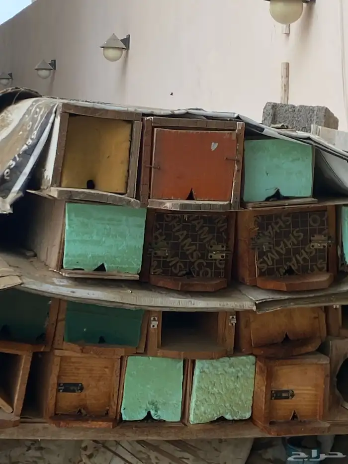 نحل بلدي للبيع العدد 12 صندوق 0