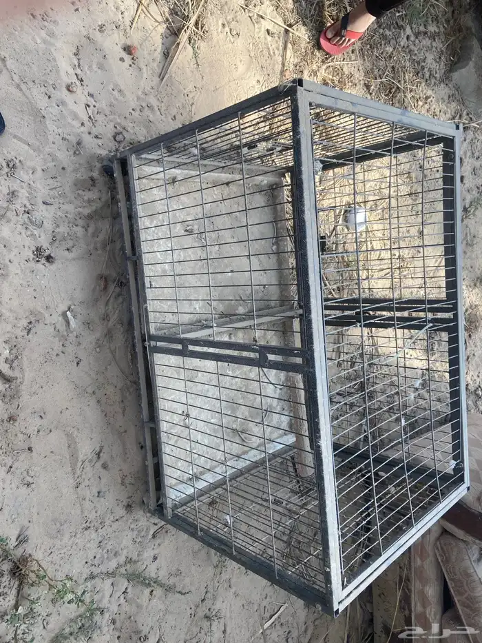 شبك بغباء 2
