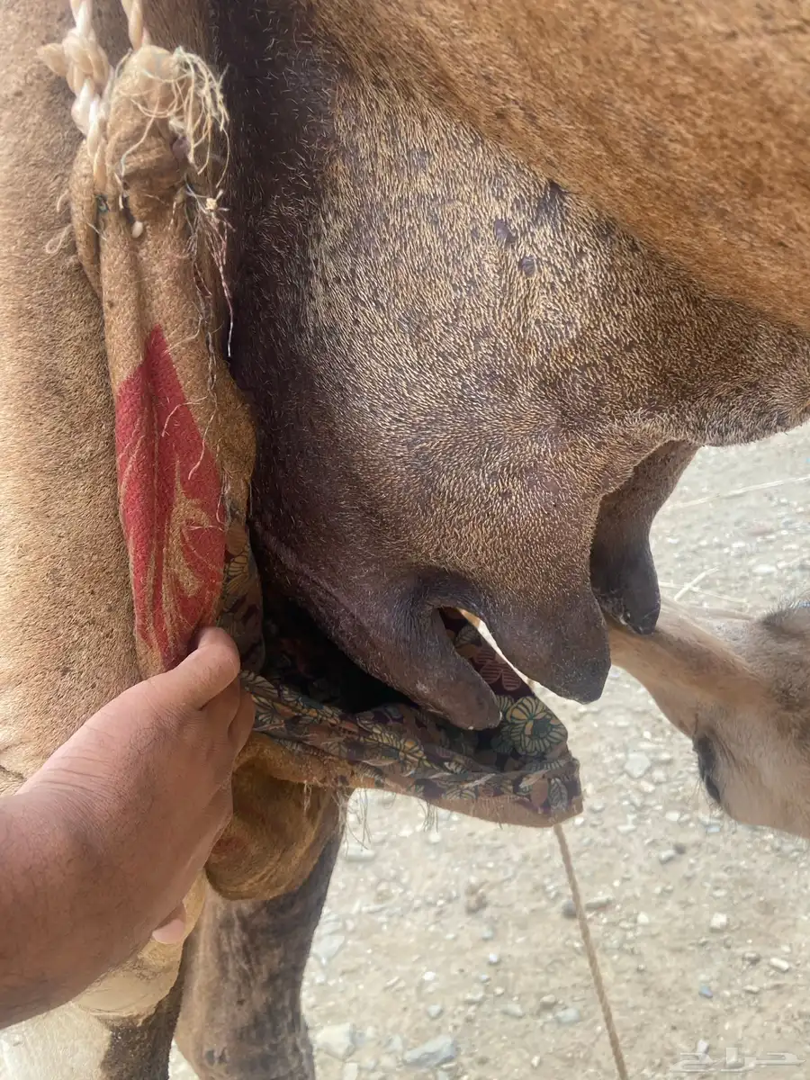 ناقة اركيه خلفه تحتها بكره 3